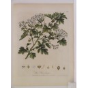(Majuelo, espino albar o espino blanco / Crataegus monogyna) The Hawthorn