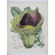 Amorphophallus Virosus / Amorphophallus paeoniifolius