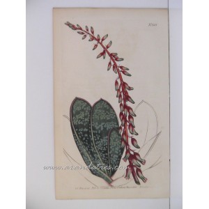 (Gasteria disticha) Aloe lingua, var. crassifolia. Thick-leaved tongue aloe (Sudáfrica)