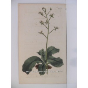 (Ponthieva racemosa) Neottia glandulosa. Glandulous neottia (Mexico)