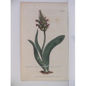 Lachenalia Orchioides. Sessile-flowered lachenalia (Sudáfrica)