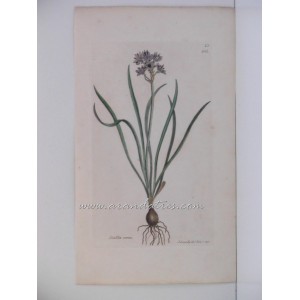 Scilla verna (Europa occidental)