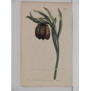 Fritillaria latifolia. Broad-leaved fritillaria