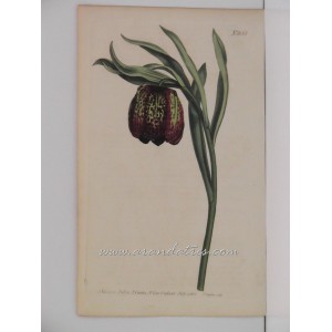 Fritillaria latifolia. Broad-leaved fritillaria