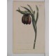 Fritillaria latifolia. Broad-leaved fritillaria