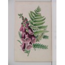 Digitalis purpurea (dedalera)