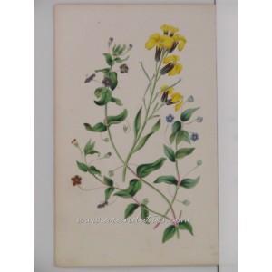 Anagallis arvensis (pimpinela escarlata)