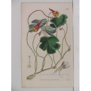 Tropaeolum tuberosum. Large-rooted Indian-Cress