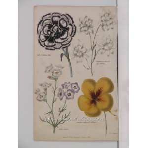 Gilia tricolor / Duke of St. Alban’s Pink / Delphinium Chinensis / Tropaeolum majus