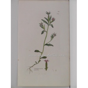 Campanula hybrida (bellflower)
