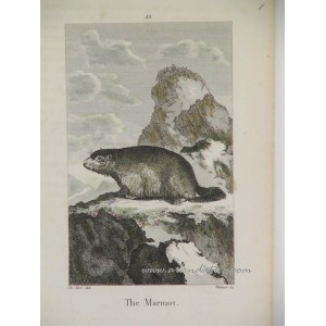 Marmota / Marmot