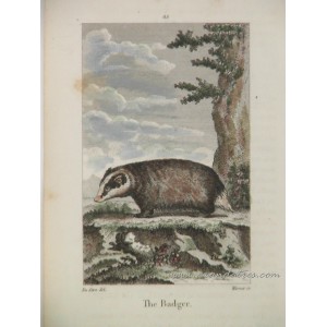 Tejón / Badger