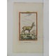Rebeco o gamuza / Chamois Goat