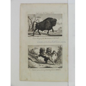 Búfalo y leones africanos