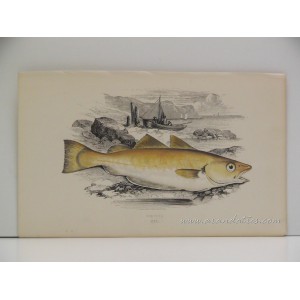 (Pescadilla / Merlangius merlangus) Whiting 