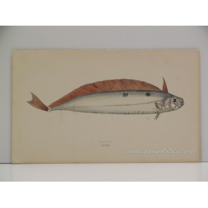 (Listoncillo o cintilla / Trachipterus arcticus) Dealfish