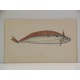 (Listoncillo o cintilla / Trachipterus arcticus) Dealfish