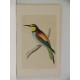 (Abejaruco europeo / Merops apiaster) Bee-Eater