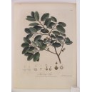 (Alcornoque / Quercus suber) The Cork Tree